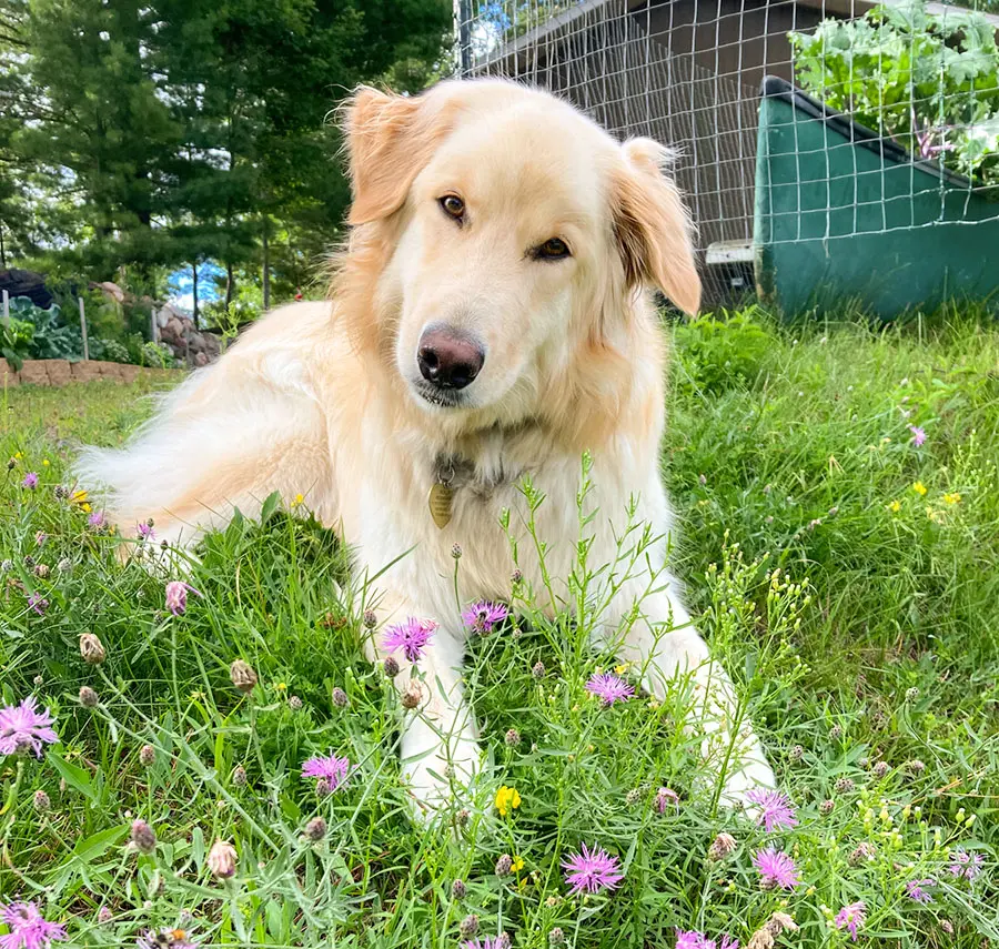 Holly the furry lab husky mix laying in flowers looking into camera with head cocked to one side